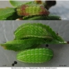 sat acaciae larva3 volg